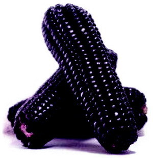 460>_817691